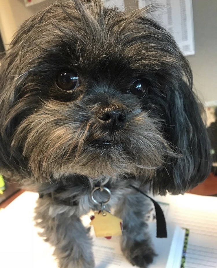 Photograph of a tiny grey shih tzu, standing on a textbook on a desk, gazing at the camera. He has yellow and red dog tags on his collar.