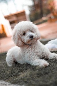 A small white dog (poodle)