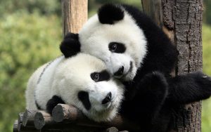 Two pandas hugging